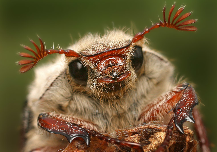 Из «хрущёвки» выводят «налоговых жучков-«хрущей»