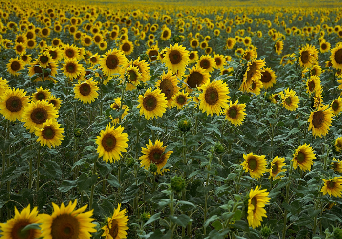 Что такое ЕСХН – единый сельскохозяйственный налог?