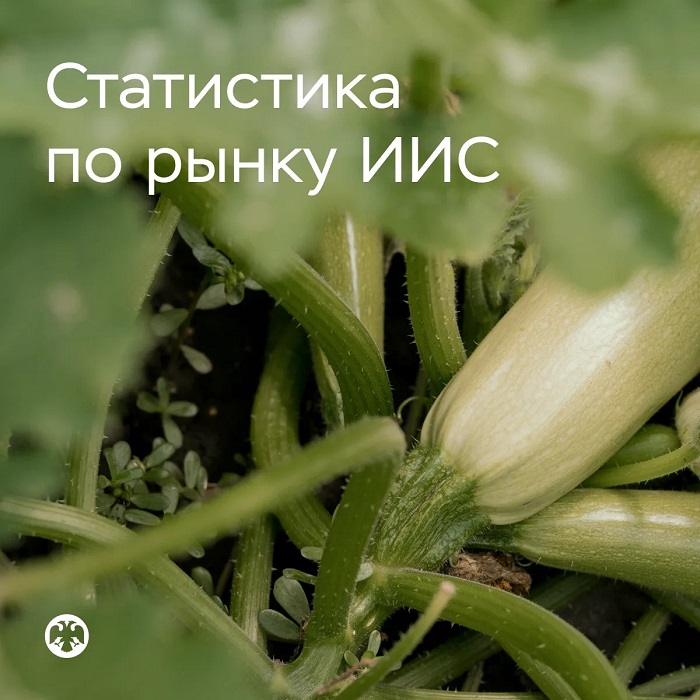 2026-08-17_II_кв-2026_доля_облигаций_на_ИИС_достигла_рекордных_значений_02.jpg